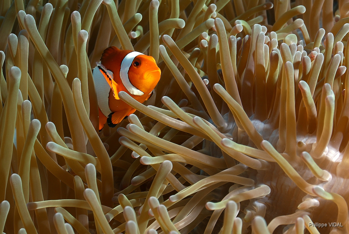 Bali 2016 - False clown anemonefish - Poisson clown a 3 bandes - Amphiprion ocellaris -  IMG_5906_rc.jpg